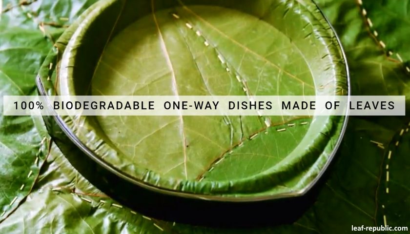 leaf republic plates