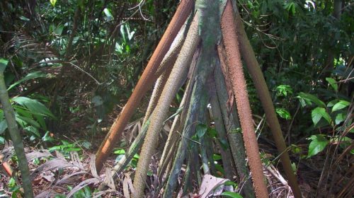 Socratea exorrhiza