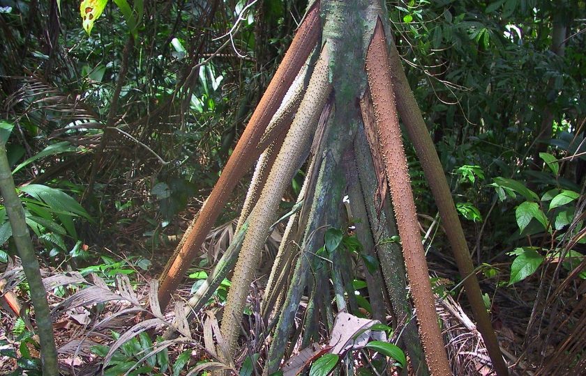 Socratea exorrhiza