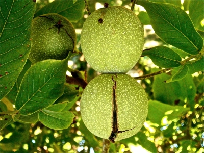 Walnuts