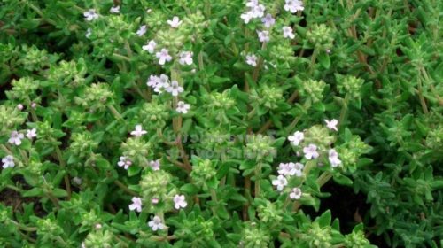 Thymus vulgaris