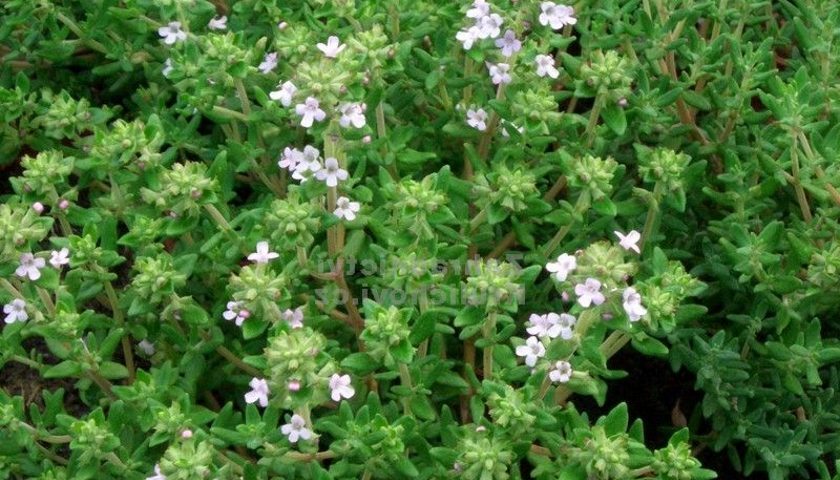 Thymus vulgaris