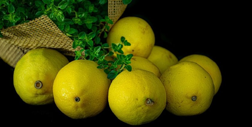 Citrusy článek