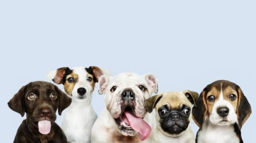 Dogs KANKRY