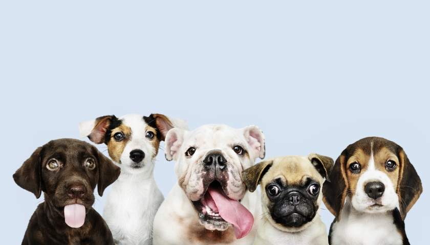 Dogs KANKRY
