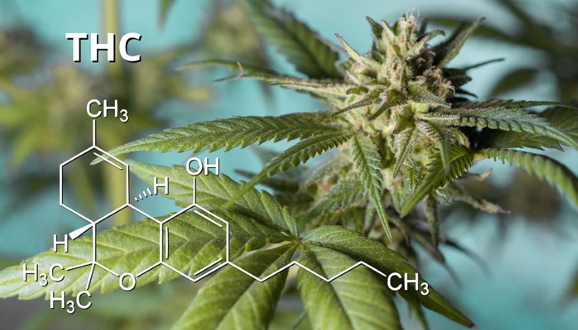THC canabis